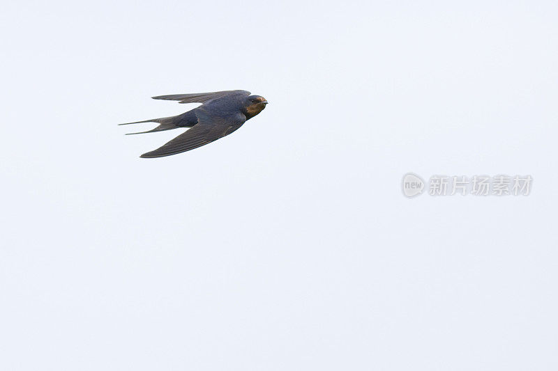 燕子(Hirundo rustica)